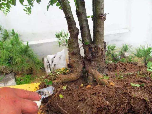 一本多干式女贞盆景的制作方法