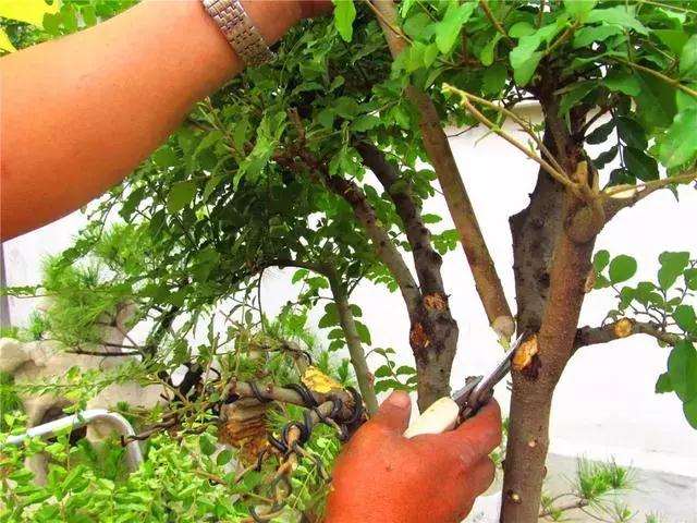 一本多干式女贞盆景的制作方法