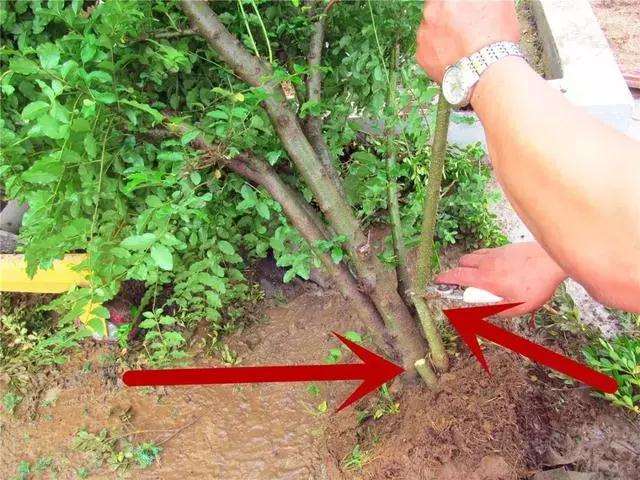 一本多干式女贞盆景的制作方法