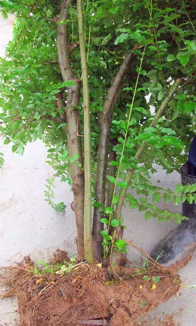 一本多干式女贞盆景的制作方法