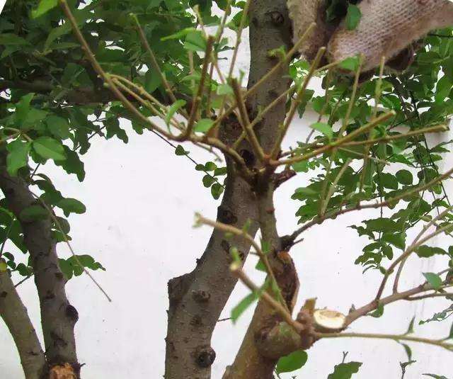 一本多干式女贞盆景的制作方法