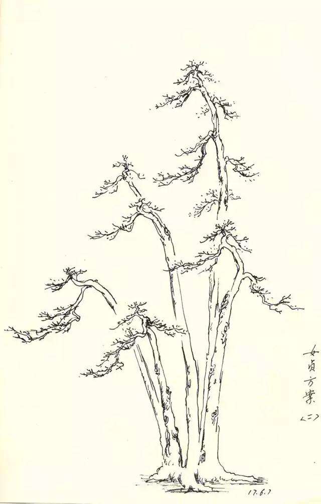 一本多干式女贞盆景的制作方法