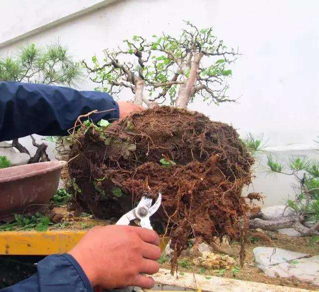 一本多干式女贞盆景的制作方法
