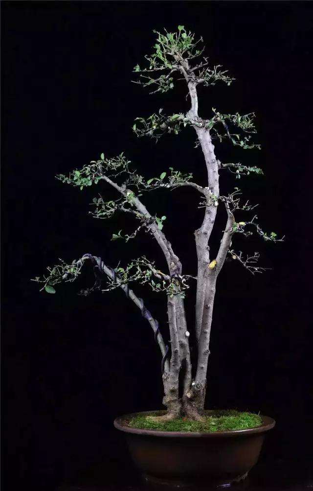 一本多干式女贞盆景的制作方法