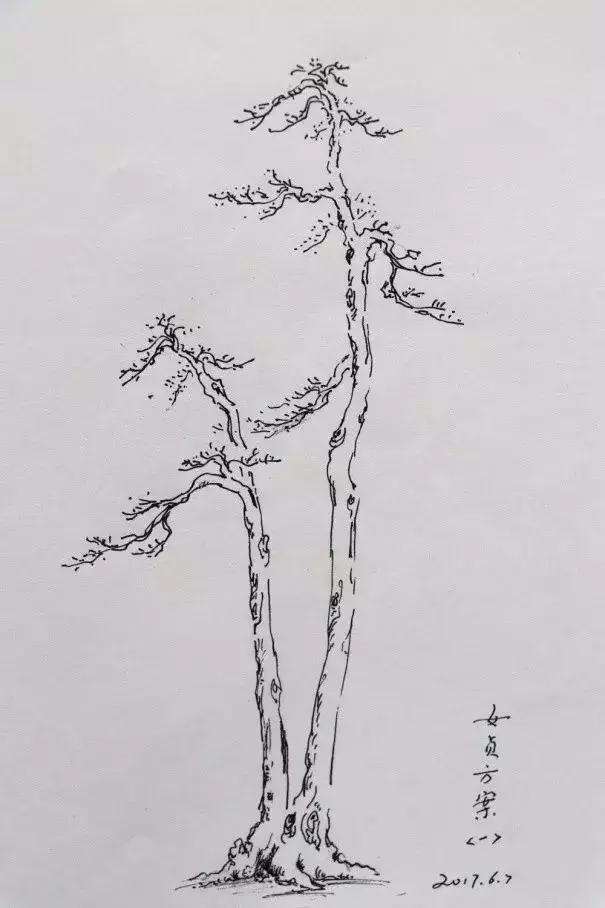 一本多干式女贞盆景的制作方法