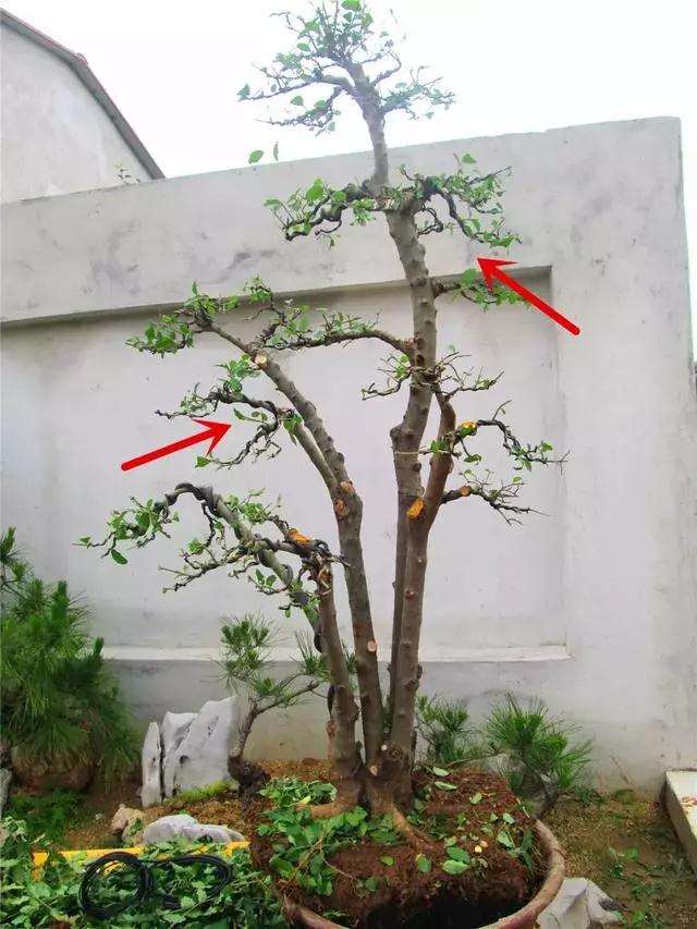 一本多干式女贞盆景的制作方法