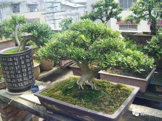 黄杨盆景怎么上盆造型的方法