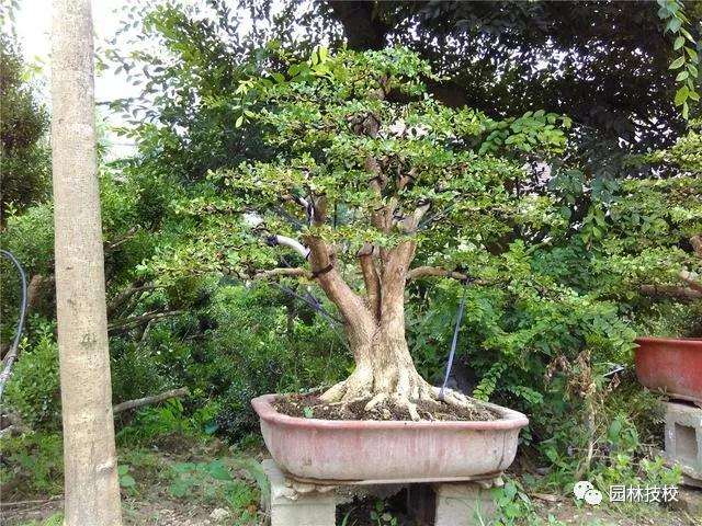 黄杨盆景怎么上盆造型的方法