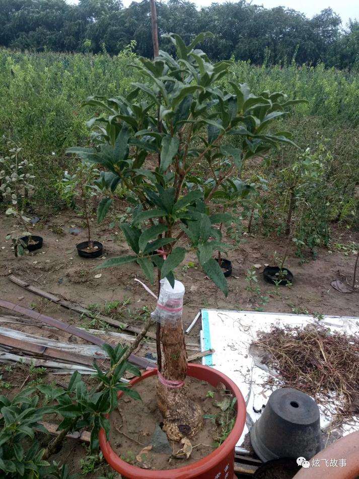 花卉盆景的最好靠接时间是什么时候