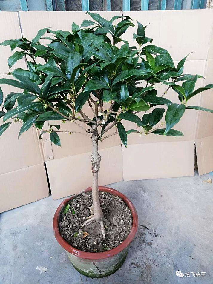 花卉盆景的最好靠接时间是什么时候