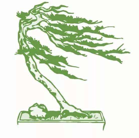 树桩盆景按枝型有哪些种类 图片