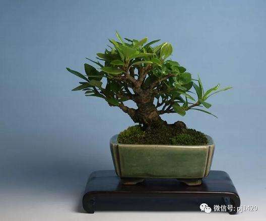 栀子盆景怎么制作培育的5个方法