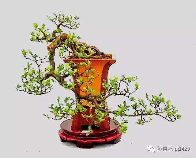 栀子盆景怎么制作培育的5个方法