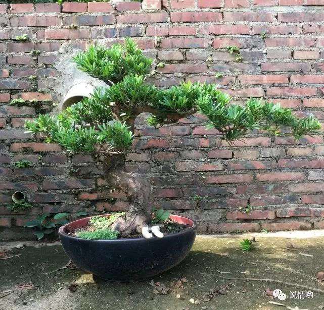 罗汉松盆景的松针叶子发黄了怎么回事