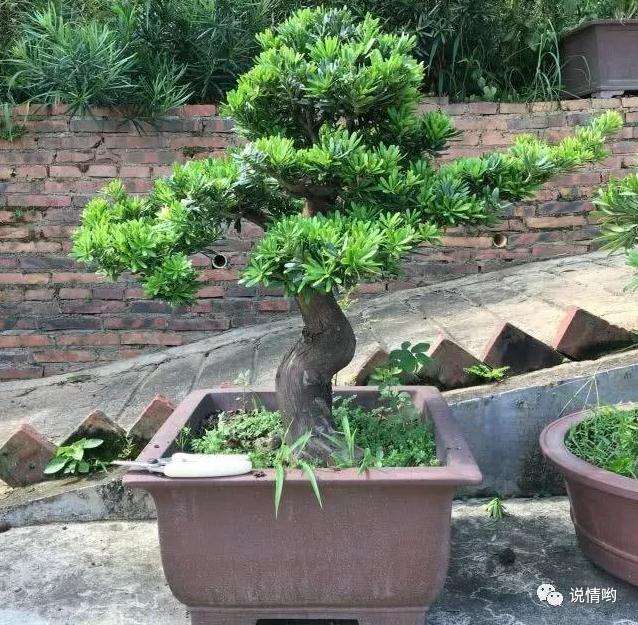 罗汉松盆景的松针叶子发黄了怎么回事