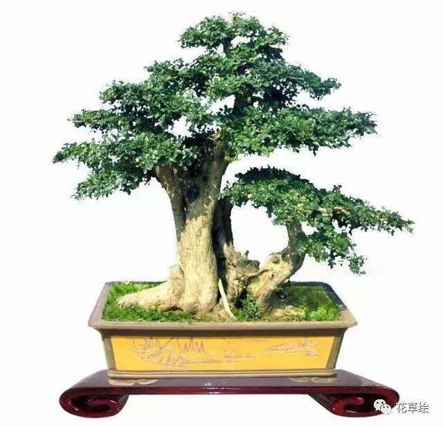 山石盆景怎么造型的3种方法