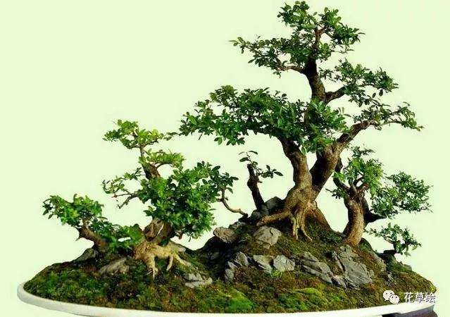 山石盆景怎么造型的3种方法