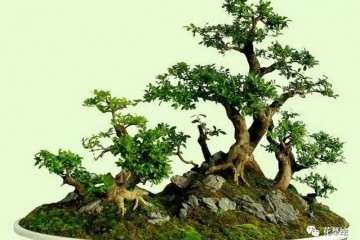 山石盆景怎么造型的3种方法 图片