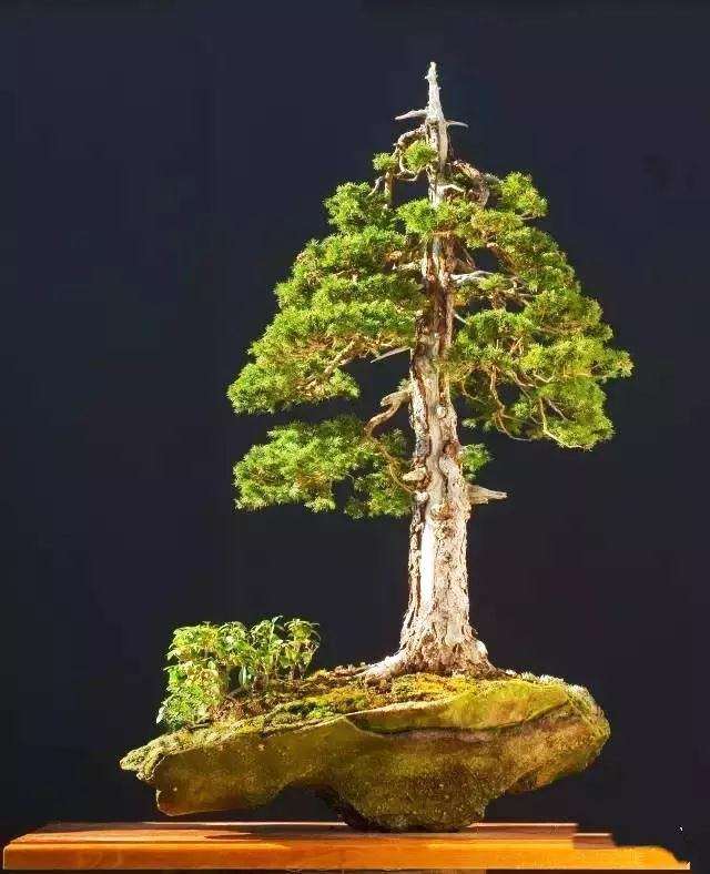 怎么制作直干式盆景的5个方法