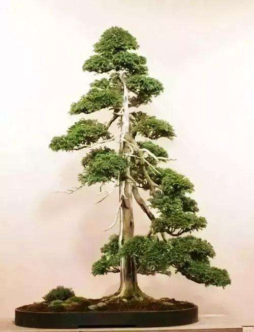 怎么制作直干式盆景的5个方法 图片