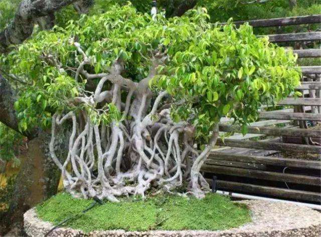 榕树盆景怎么制作提根造型的3个方法