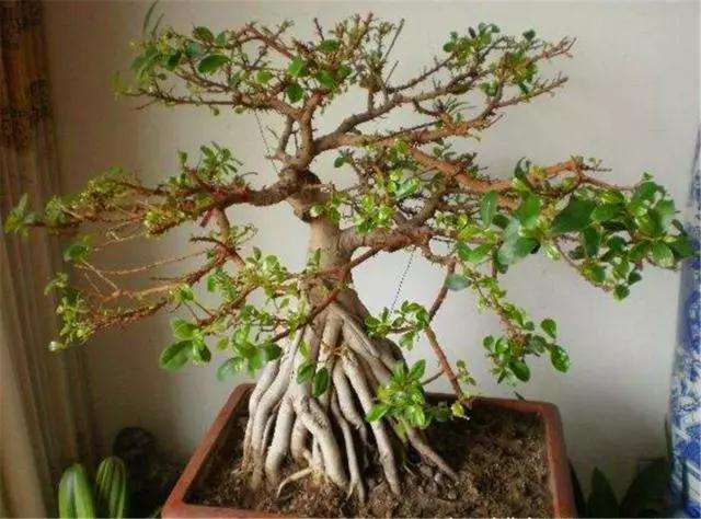 榕树盆景怎么制作提根造型的3个方法