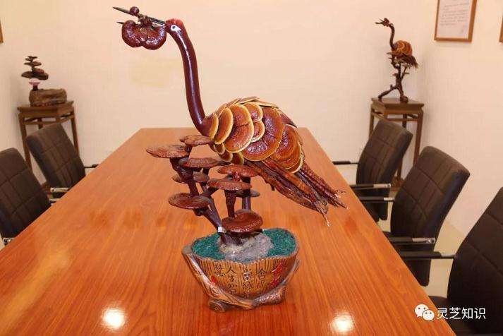 灵芝盆景怎么浇水施肥的方法