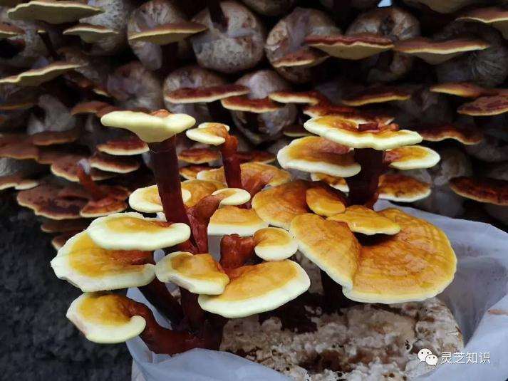 灵芝盆景怎么浇水施肥的方法