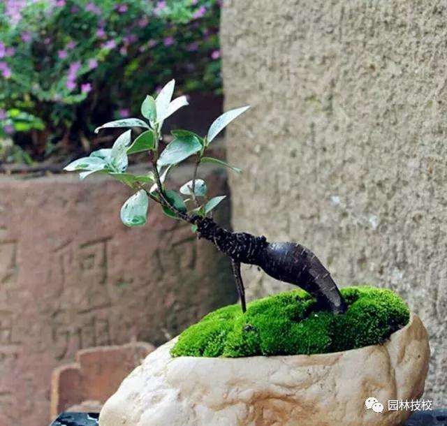 教你用简单的方法制作石头盆景