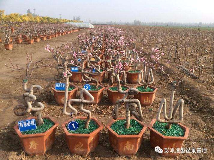 中国字的盆景造型 