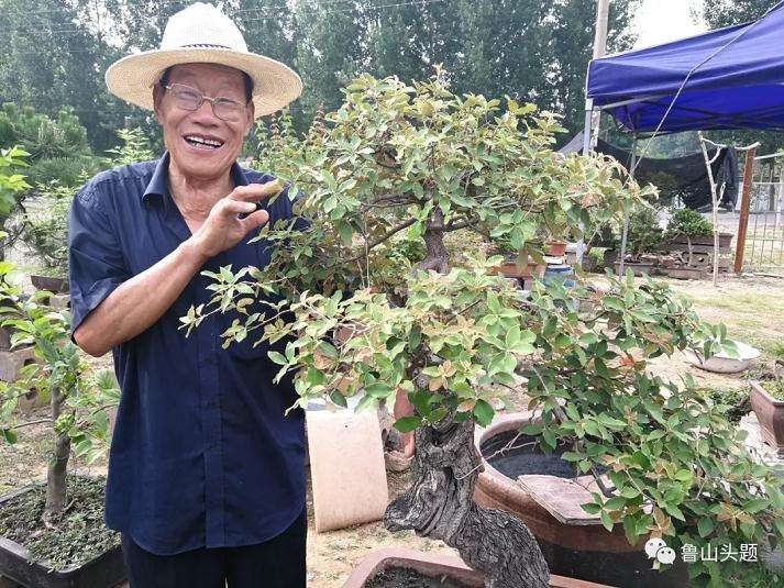鲁山一七旬老汉爱盆景