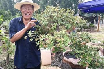 鲁山一七旬老汉爱盆景 日子过得胜神仙