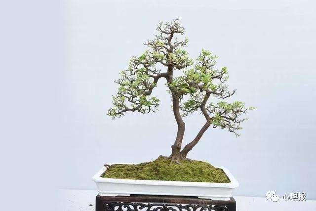 什么树可以制作盆景最好