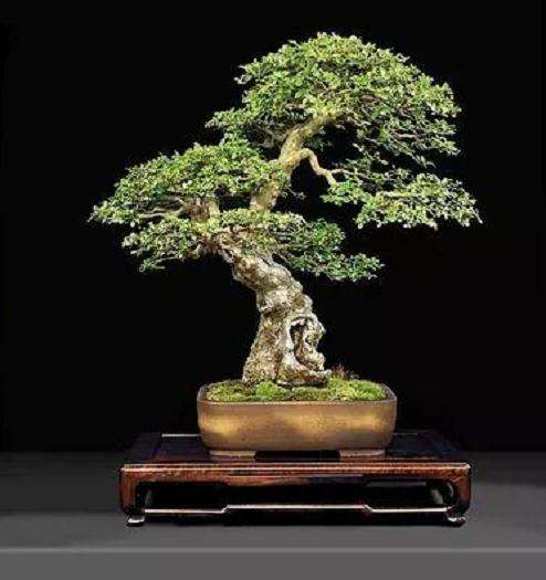 制作盆景究竟是爱好还是事业