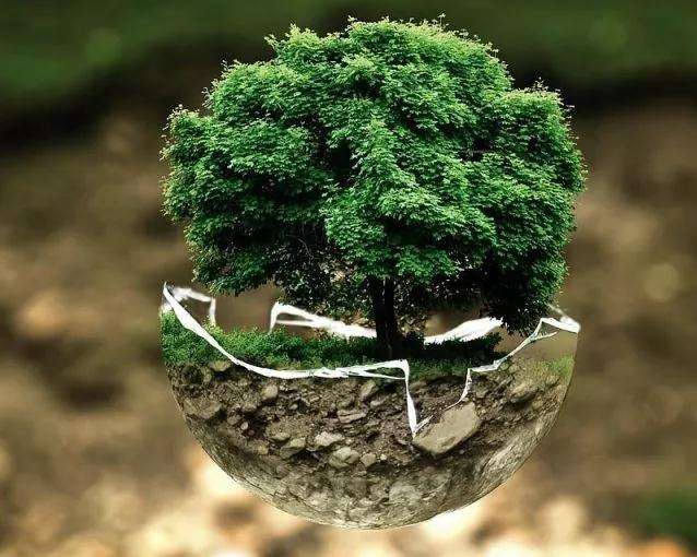 制作盆景究竟是爱好还是事业