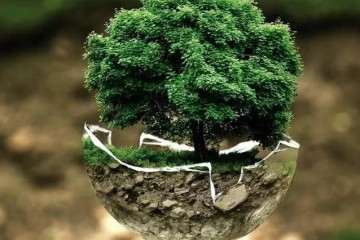 制作盆景究竟是爱好还是事业？