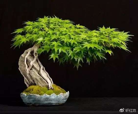 盆景的苔藓如何制作