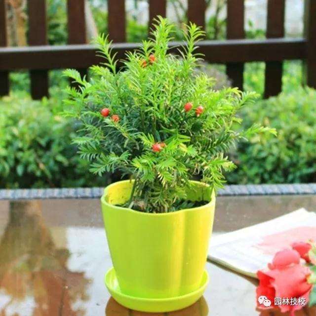 红豆杉盆景如何养护