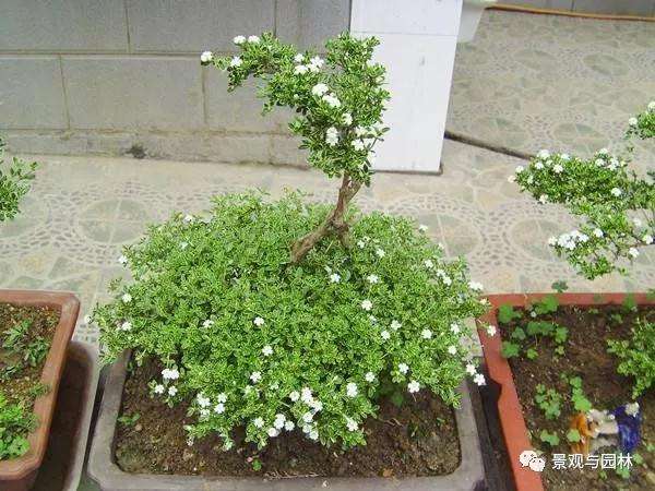 六月雪盆景在春季的种植技巧
