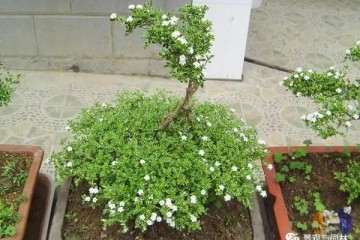 六月雪盆景在春季的种植技巧