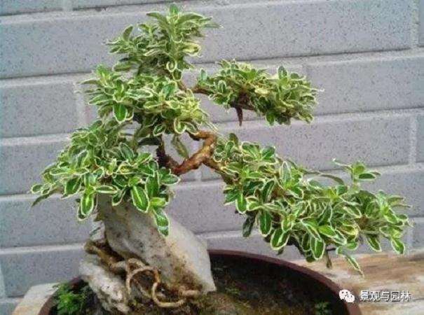 六月雪盆景在春季怎么扦插方法