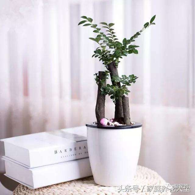 小叶紫檀盆景怎么浇水施肥的方法