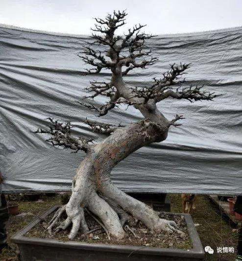 榆树盆景怎么截干处理的方法