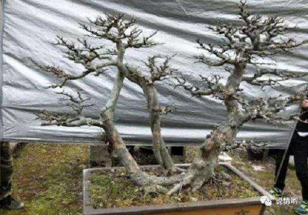 榆树盆景怎么截干处理的方法