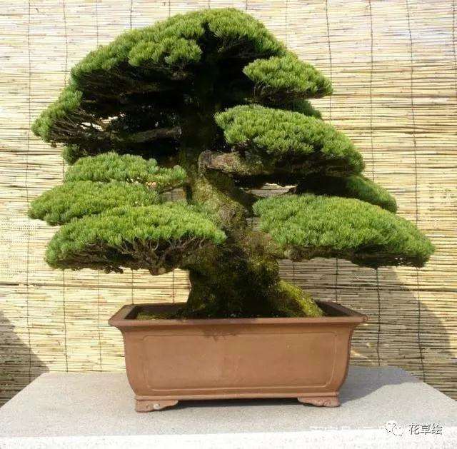 山松盆景怎么嫁接的3个方法