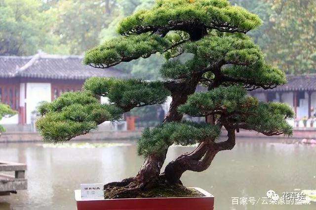 山松盆景怎么嫁接的3个方法