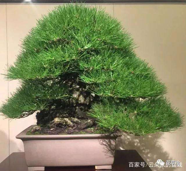 山松盆景怎么嫁接的3个方法