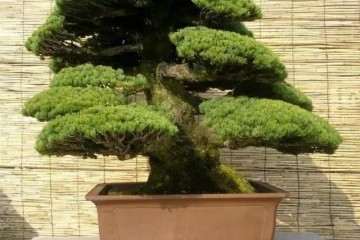 山松盆景怎么嫁接的3个方法 图片