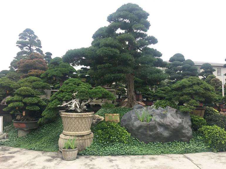 盆景树造型制作和欣赏活动开始报名啦