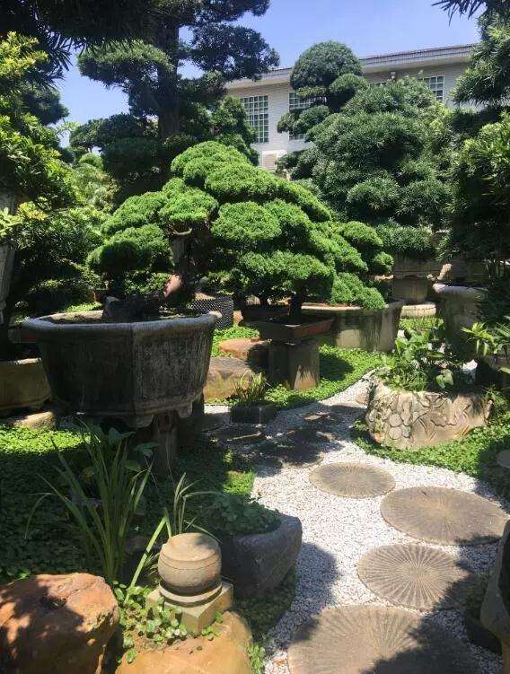 盆景树造型制作和欣赏活动开始报名啦